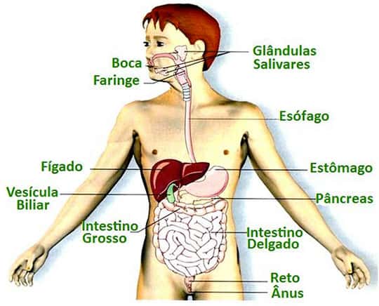 Bildergebnis für sistema digestivo portugues