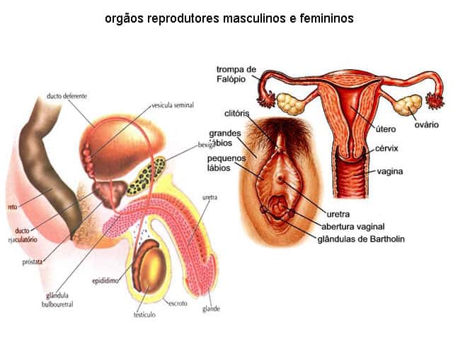 Orgão reprodutores masculinos e femininos