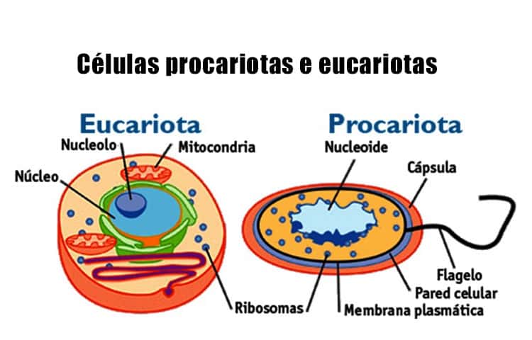 Modelos celulares biologia