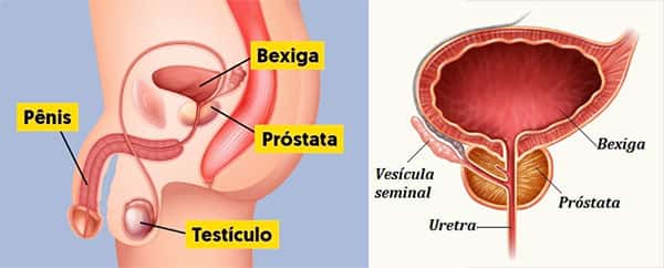 Anatomia da Próstata