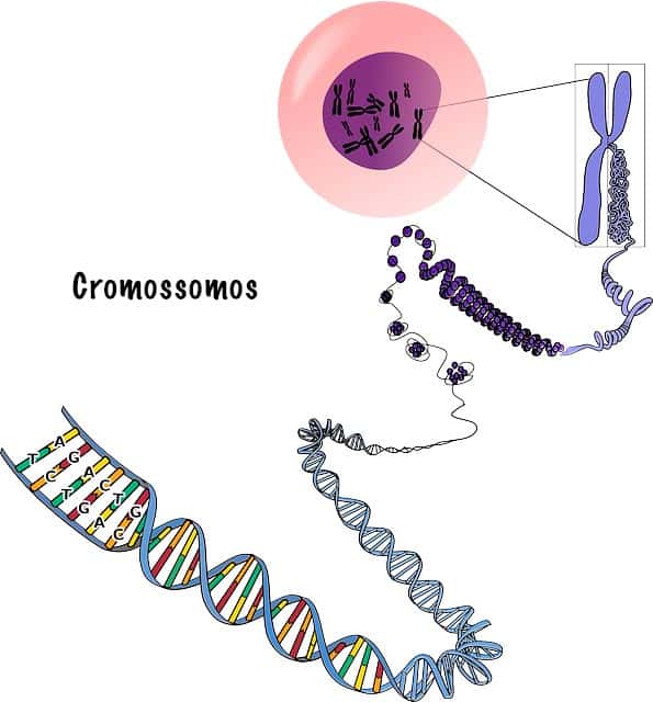 cromossomos