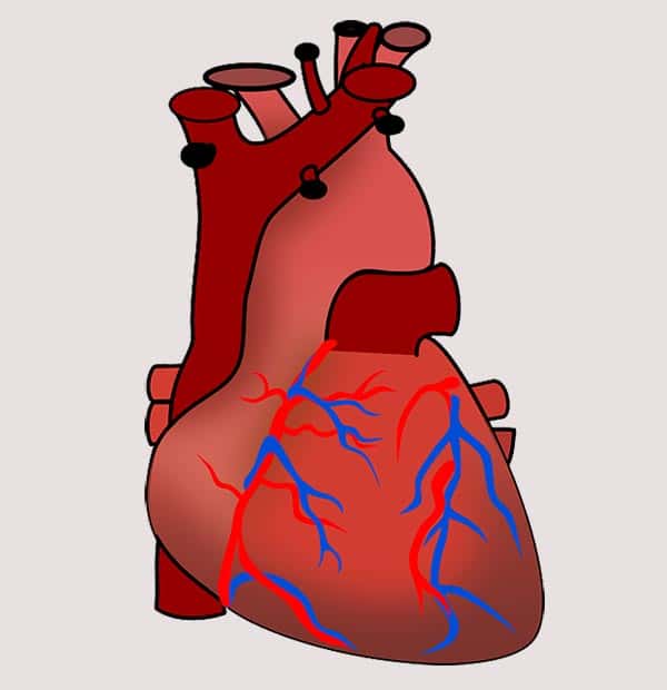 Ilustração Coração Veias e Anatomia