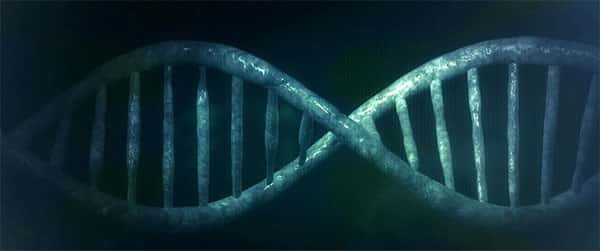 Estrutura, Microbiologia, DNA