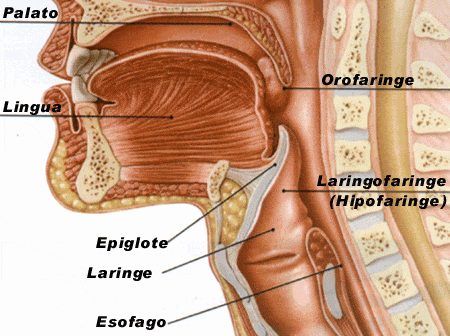 anatomia do aparelho fonador