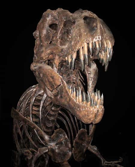 Tiranossauro Rex, fóssil