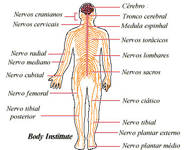 Sistema Nervoso Humano