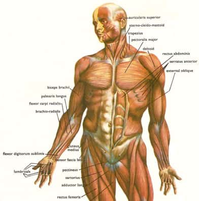 Corpo Humano, Anatomia detalhada