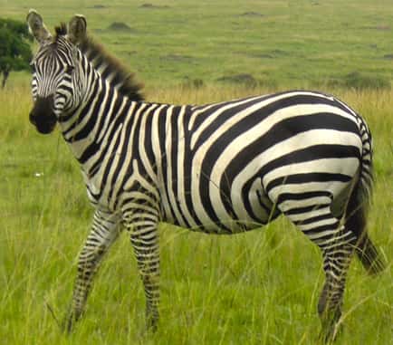 Animais com letra z - Biologia - Grupo Escolar