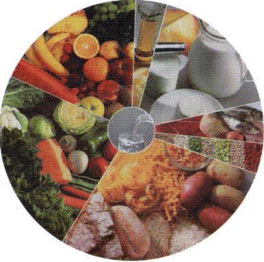 círculo com vários tipos de comida