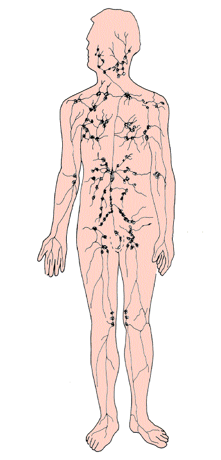 Sistema Linfático, Corpo Humano