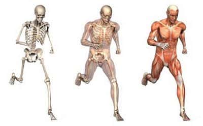 O corpo humano e o sistema articular