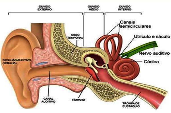Anatomia Cóclea