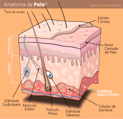 Anatomia da Pele