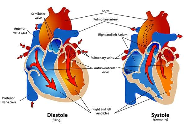 Anatomia do Coração Humano, Órgão