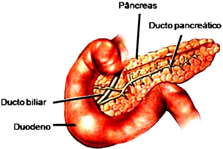Anatomia do Pâncreas