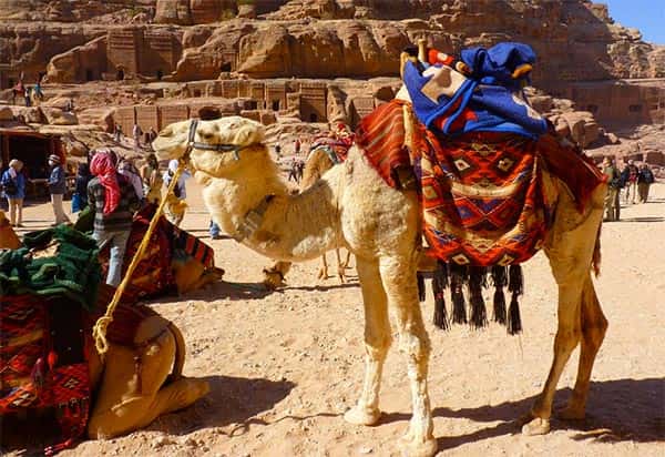 Camelo, petra, turismo oriente medio