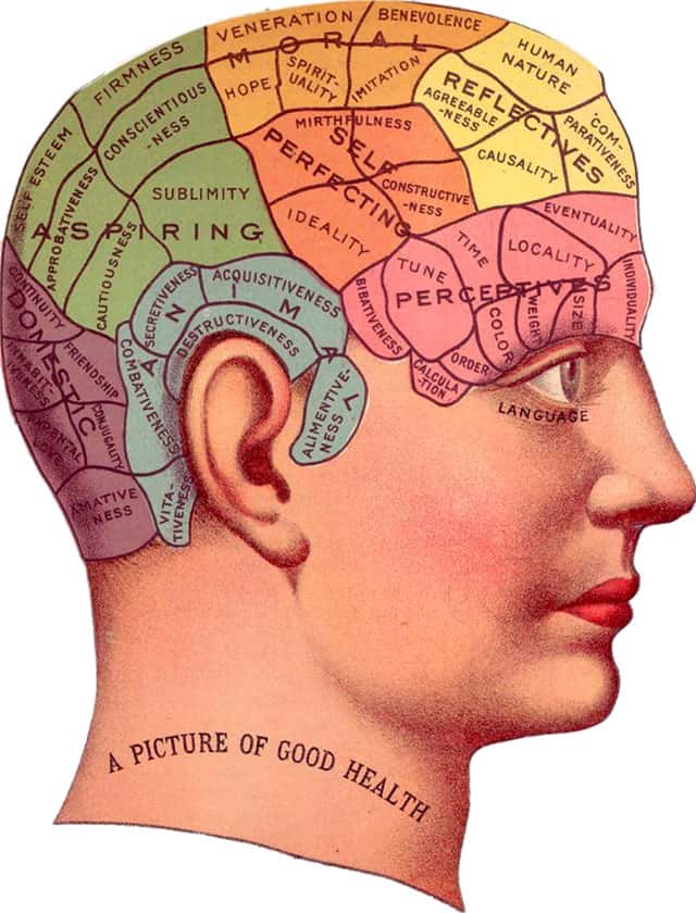 Cerebro, cabeca humana, ilustracao