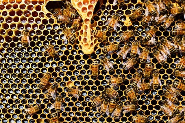 Colmeia de abelhas