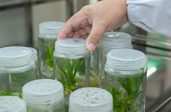Cultivo de plantas em laboratorio
