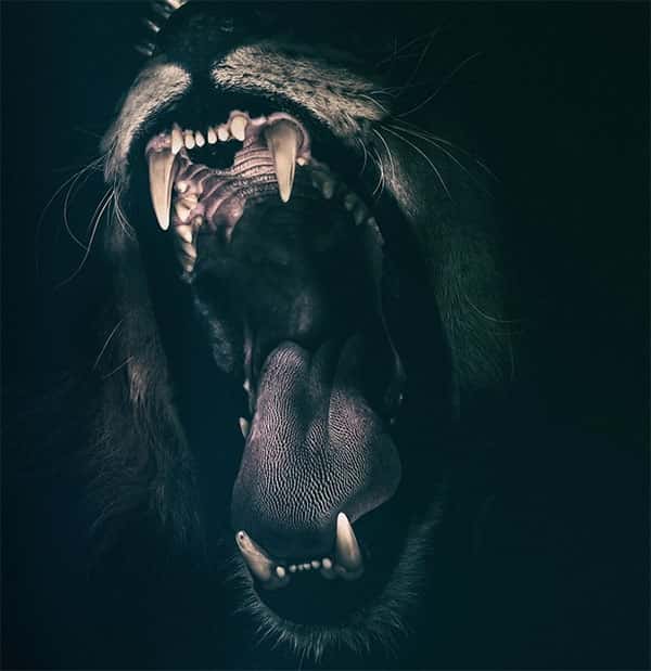 Dentes de Leão