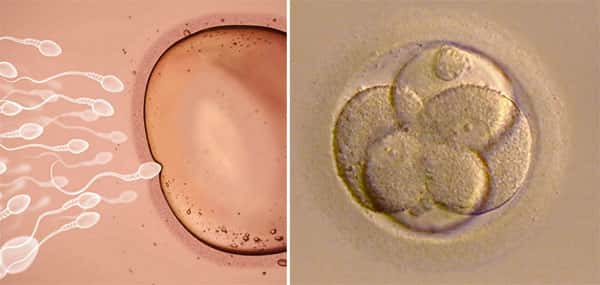 Espermatozoide fecundando óvulo