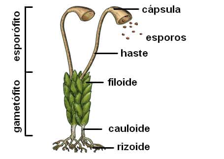 Esporófito e Gametófito