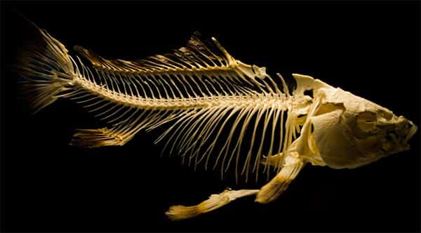 Esqueleto de Peixe