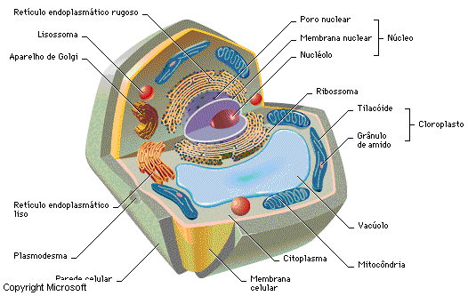 estrutura da celula