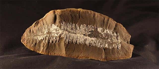 Fossil de samambaia