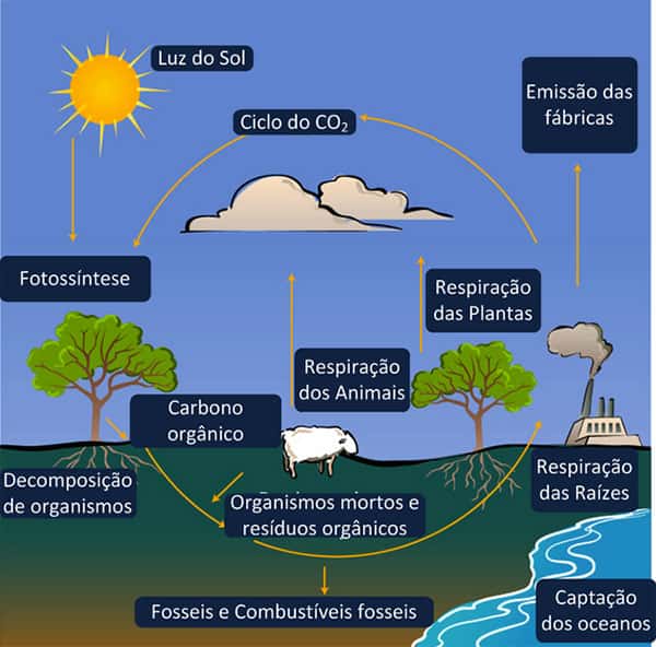 Funcionamento do Ciclo do Carbono