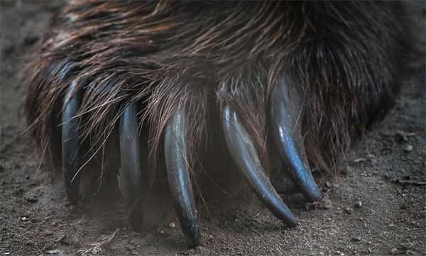 Garras de Urso