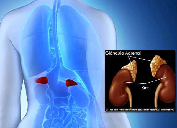 Glândula Adrenal, glandula suprarenal