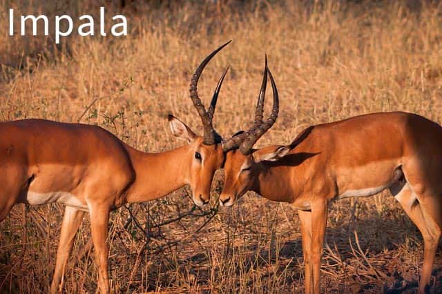 Impala animal