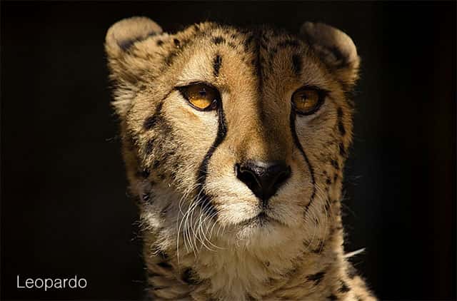 Leopardo animal