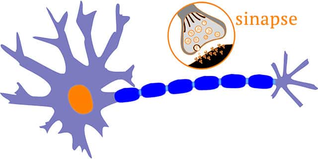Neurônios, Sinapse