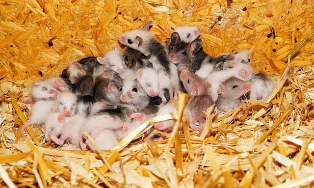 Ninhada de ratos