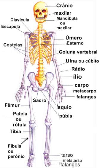 Nomes dos ossos do esqueleto humano