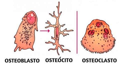 Osteoblasto, osteócito, osteoclasto