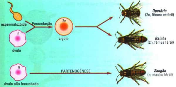 partenogênese nas abelhas