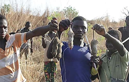 Pessoas capturando ratos para comer