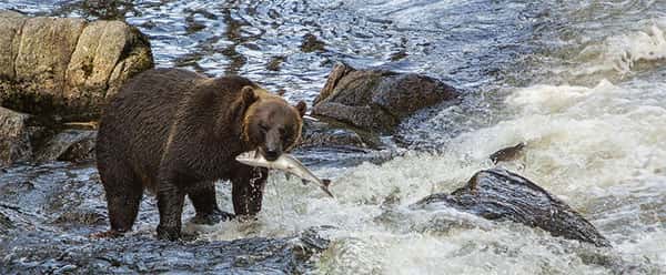 Urso caçando peixe