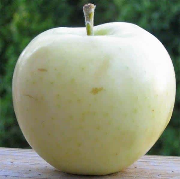 White apple