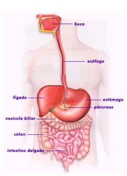 Funcionamento do Sistema digestivo