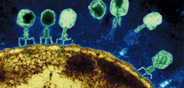 bacteriófagos infectando bacterias