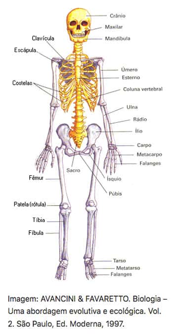 Anatomia do Esqueleto Humano, Sistema Esquelético