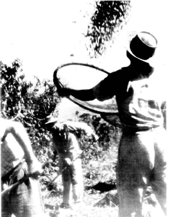 Foto antiga, Plantação de Café, Agricultura