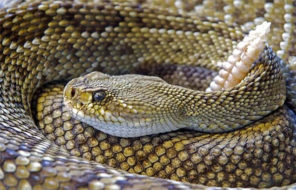 Cobras