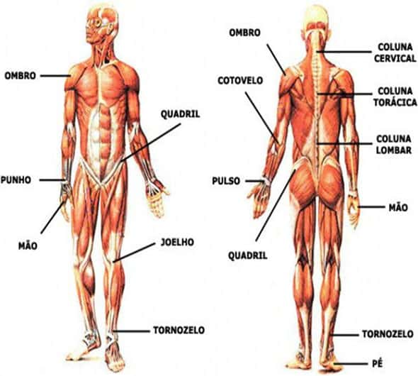 Anatomia do Corpo Humano