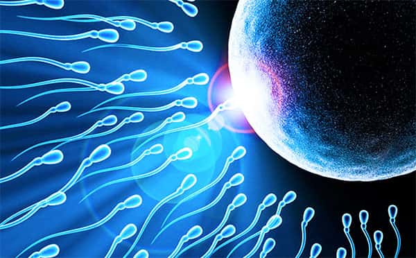 Momento da fecundação, Espermatozoide e Óvulo