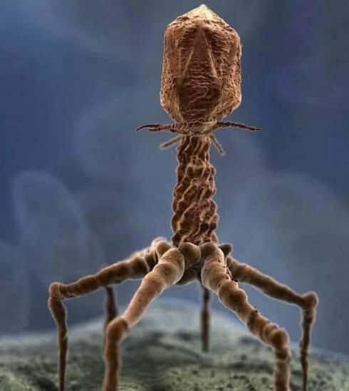 Bacteriófago T4